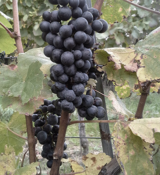 Burgegnland's Grapes