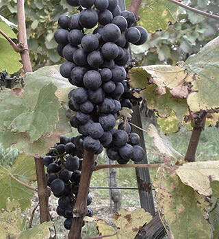 Burgegnland's Grapes Burgegnland's Grapes