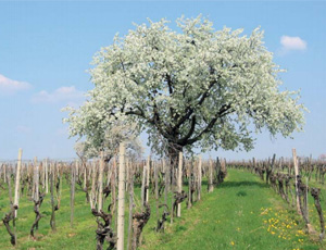 Weingarten mit Baum